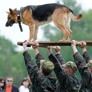 DOGS IN MILITARY ACTION | Smart resource or ethical blunder? | From AND Magazine